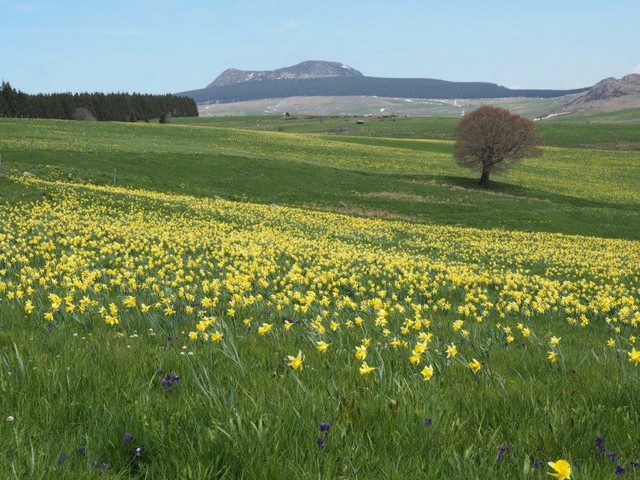 Haute-Loire