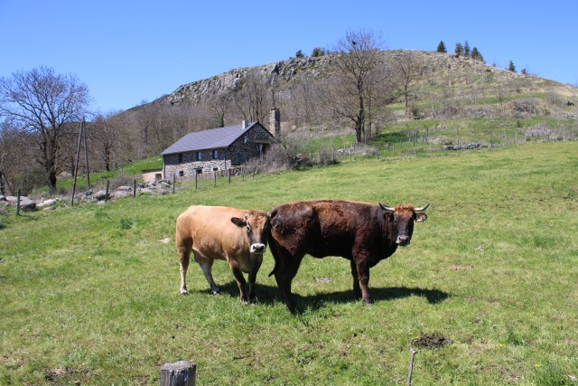 Haute-Loire