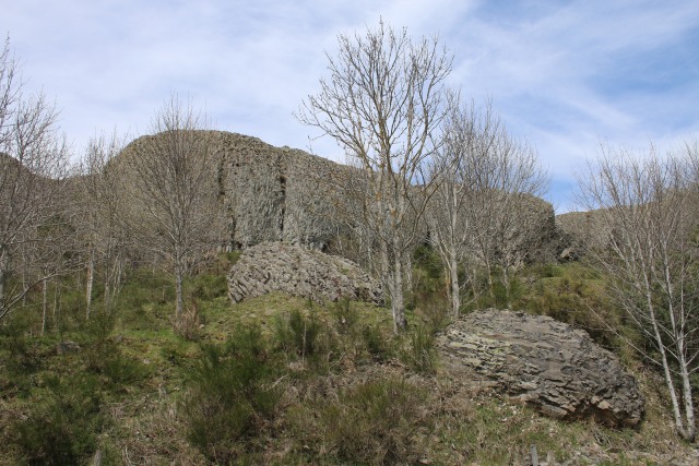 Longetrée