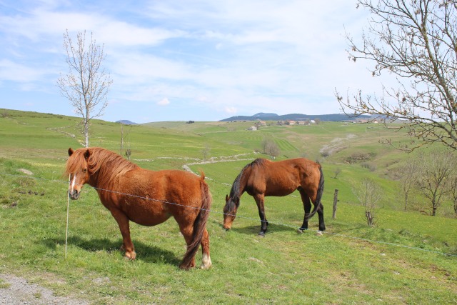 Haute Loire