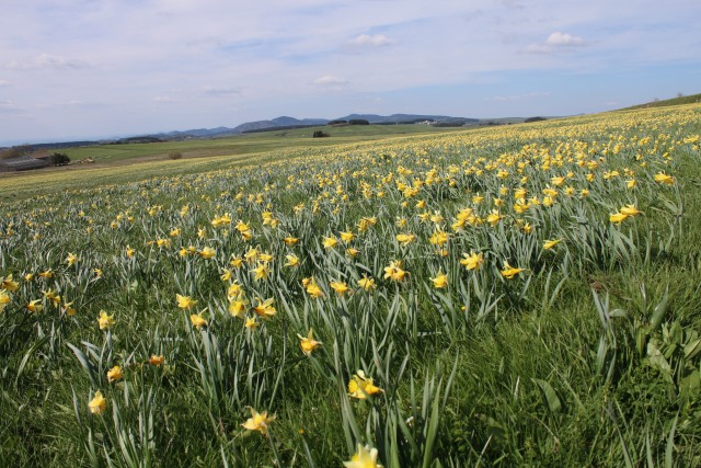 Haute Loire