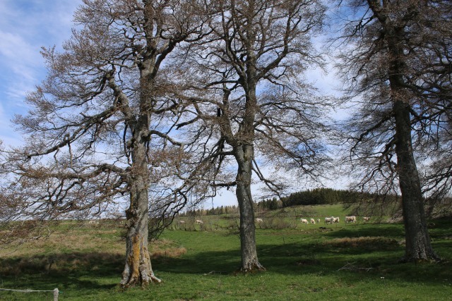 Haute Loire