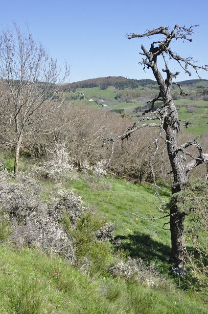 Haute Loire