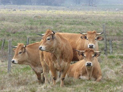 Aubrac