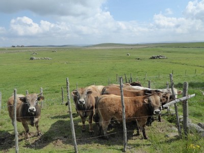 Aubrac