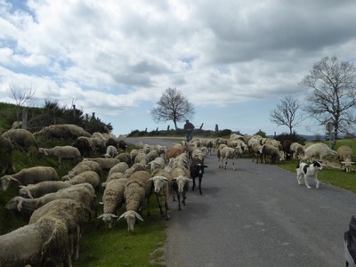 Aubrac
