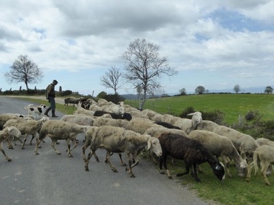 Aubrac
