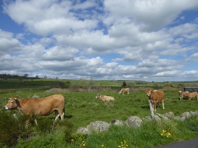 Aubrac