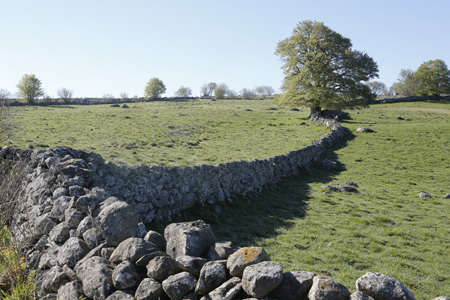 Aubrac
