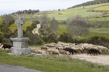 Aubrac
