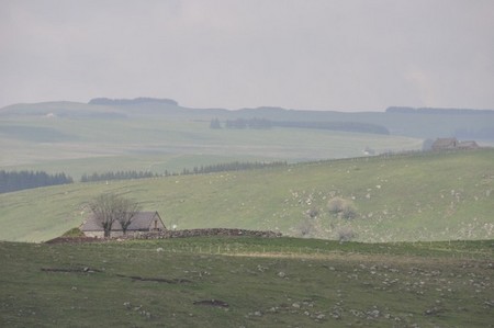 Aubrac