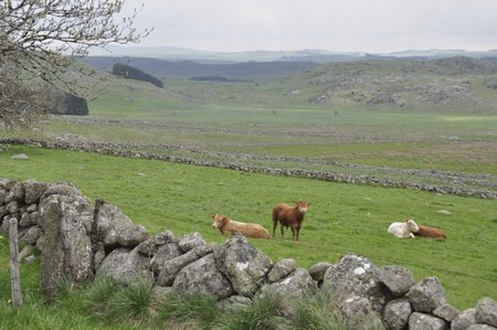 Aubrac