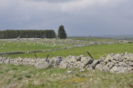 Aubrac