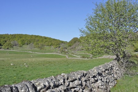 Aubrac