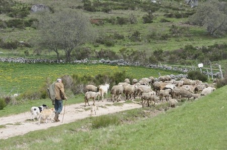 Aubrac