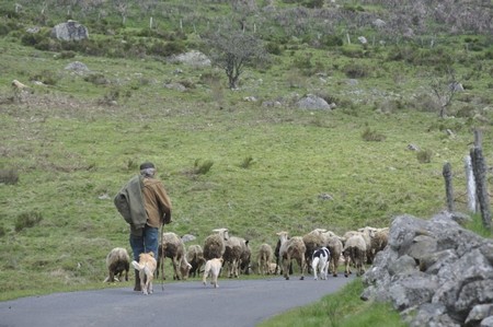 Aubrac