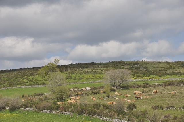 Aubrac