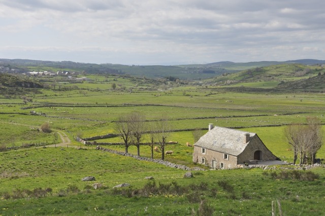 Aubrac