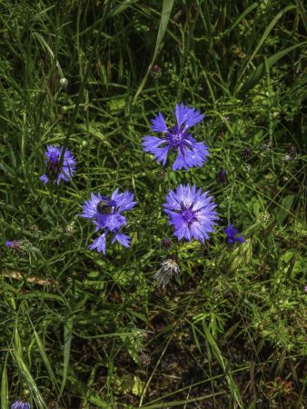 Bleuets (JMR)