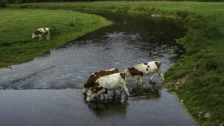 ... des vaches qui se désaltèrent (GP)