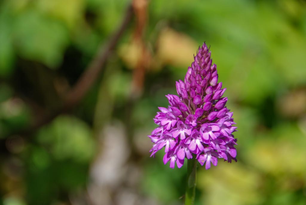Orchis pyramidal (GH)