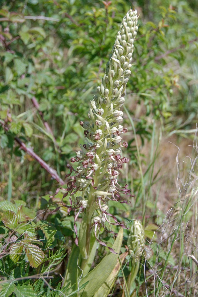 Orchis bouc (GH)