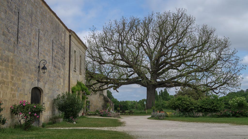 Le noyer remarquable de l'Abbaye de Sablonceaux (PP)