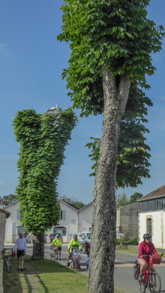 A Saint-Jean-d'Angle (MF)