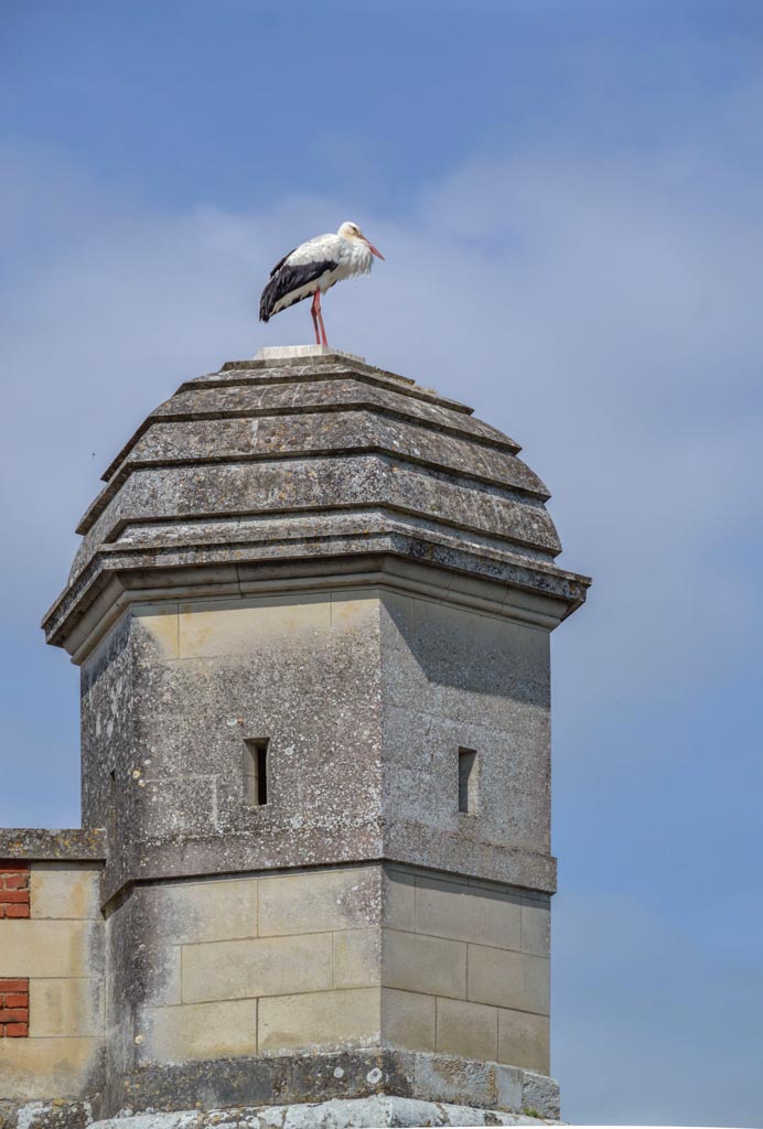 Une cigogne sur une échauguette de Brouage (MR)