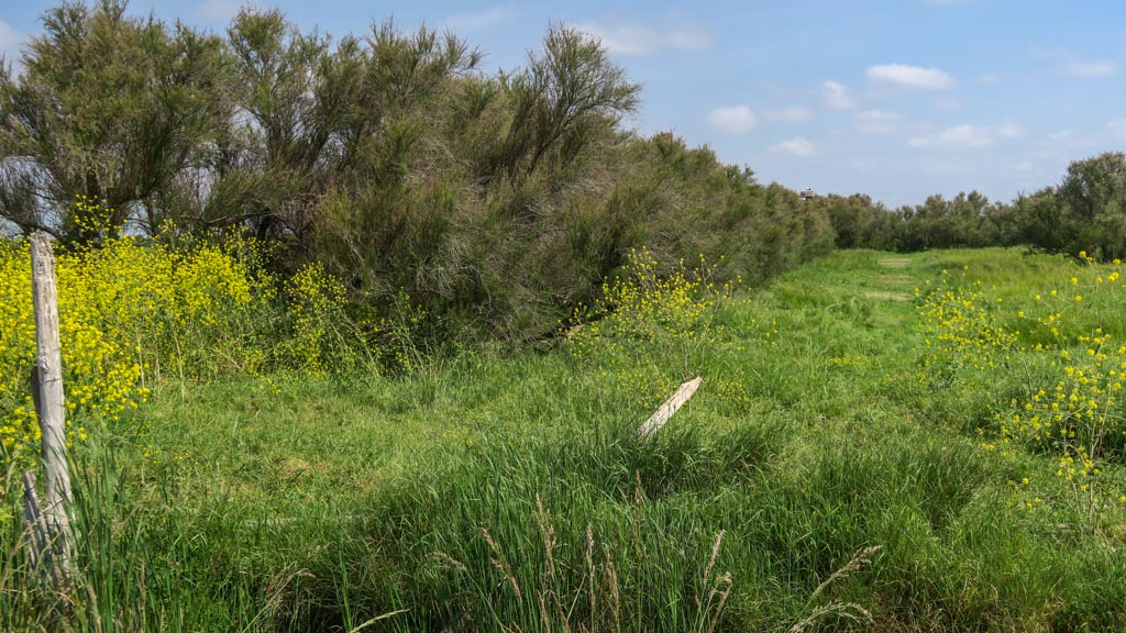 Le marais de Brouage (PP)
