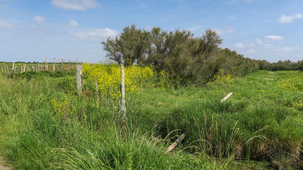 Le marais de Brouage (PP)