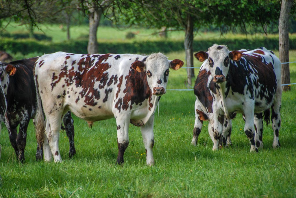 Vaches normandes à lunettes (GH)