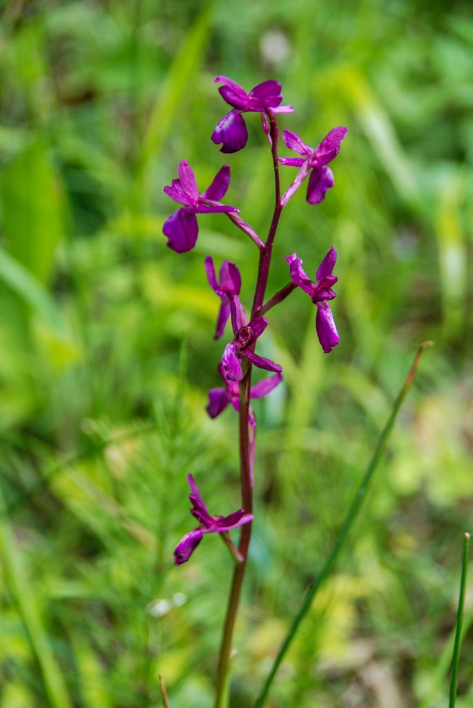 Orchis à fleurs lâches (GH)