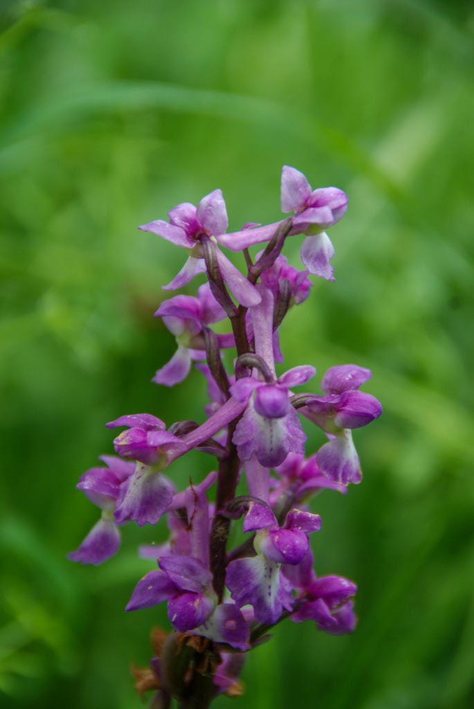 Orchis mâle (GH)