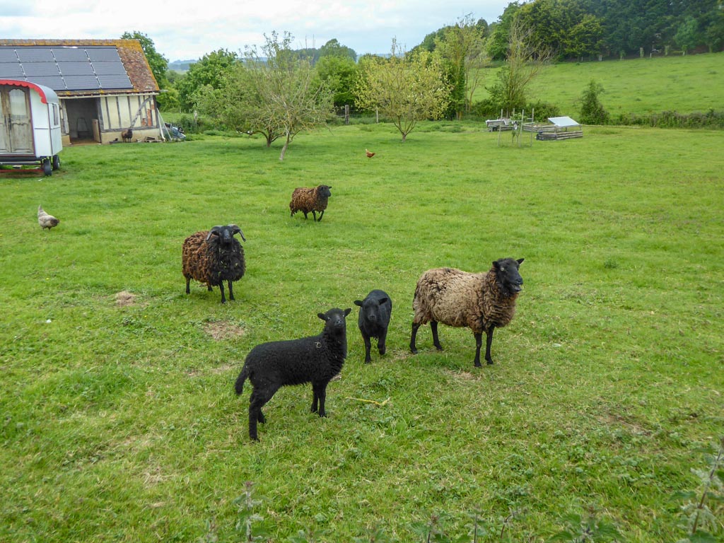Les verts pâturages (MF)
