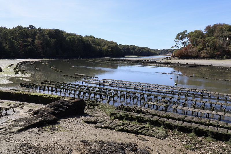 Parc à huîtres (anse de Sainte-Thumette sur le Bélon) (CL)